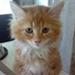 Katten prutter.