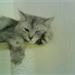 Maine coon uden tavle under blandinger