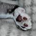 Ragdoll-hunkilling til avl...