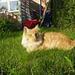 Vil min kat egne sig til Show!