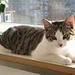 katte pension