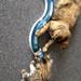 Problemer med maine coon.