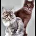 Feliway fantastisk :o)