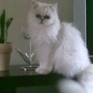 lise m