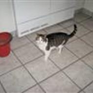 Jette og Henriette J