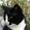 ( ¯`v´¯) 10 dejlige katte ( ¯`v´¯)  H