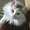 Gitte L