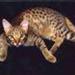 Serval
