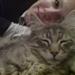 Ragdoll venenr med Maine coon?