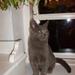 Indsætte billeder af katte på kontoen?