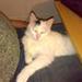 Min Kat Nyser