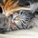 2 katte