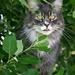 Maine Coon kat - hjælp