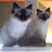 3 katte i stedet for 2