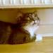 main coon opdrætter i jylland