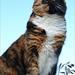fremmed kat i vores have