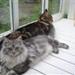 Min Maine Coon kaster op