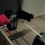 Cecilie Duedal Nielsen N