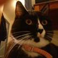 Simon N