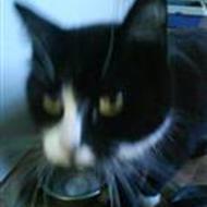 cecilie h