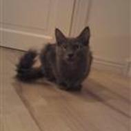 Gizmo *