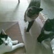 *Ditte, Baby, DotCom & Cille* (Team ELLGAARD)  .