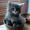Dorthe r