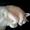 Dothea