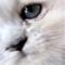 Vibeke  P