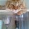 jeanet h