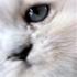 Vibeke  P