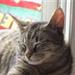 Adoption at katte