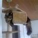 Kattetoilet + min maine coon killing?