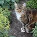 FUNDET KAT I VIBORG OMEGN
