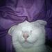 Min kat miawer