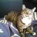 Kat tisser over der hele!!!