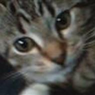 Kitty <