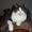 Gitte I