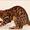 Unique bengals