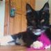 Maine coon killing. Foder