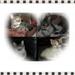 Plejefamilie for kat og killinger 
