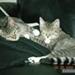 Han/Hun som kat nr 3
