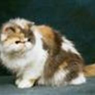 Chardame *nu med pomser *