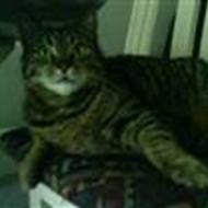tia c