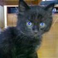 Jimmi A