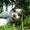 Ida D - Team Junglebogens Jungle Katte  