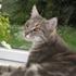 love my cats .