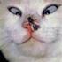 gitte h
