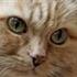 Sara ~ Med Guld Katten ~