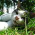 Ida D - Team Junglebogens Jungle Katte  